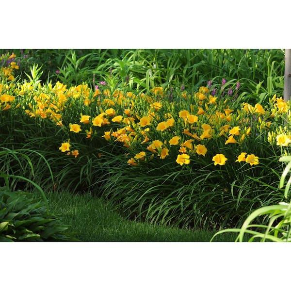 Unbranded 1 Gal. Daylily Plant