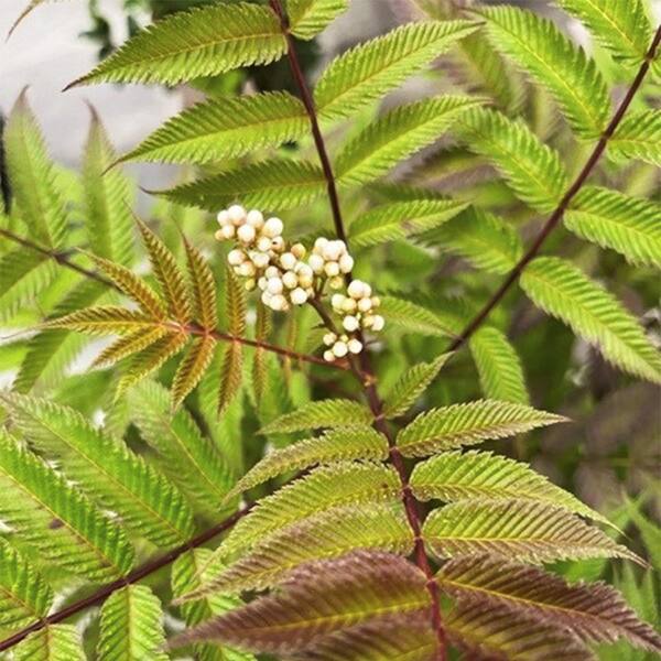 Spring Hill Nurseries 3 Gal. Pot, False Spirea Sorbaria Sem, Deciduous Flowering Shrub (1-Pack)