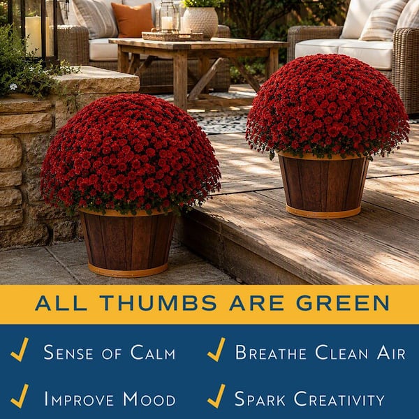 Red Ready to Bloom Fall Chrysanthemum Outdoor Plant in 3 qt. Decor Pot, Avg. Shipping Height 1-2 ft. Tall (2-Pack)