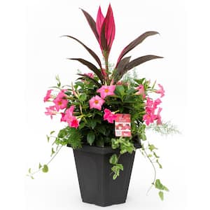 3.8 Gal. (#15) Planter Dipladenia Flowering Annual Shrub with Assorted Bloom Colors and Combinations