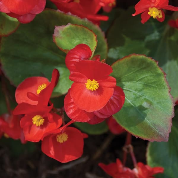 Unbranded 1.25 Qt. Red Begonia Plant