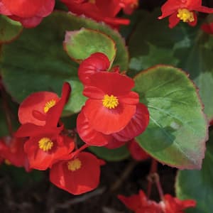 1.38 PT. Green Leaf Begonia Annual Plant with Red Flowers
