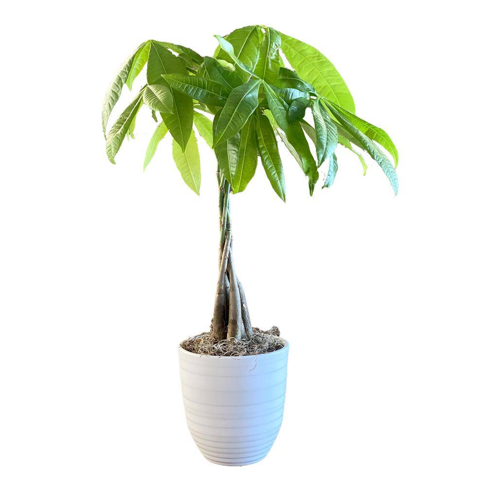 I Tropicals 5 in. Pachira Braid Money Plant Ceramic
