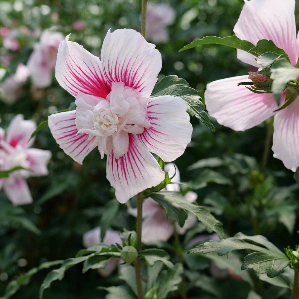 Starblast Chiffon Rose of Sharon Hibiscus with White and Magenta Flowers
