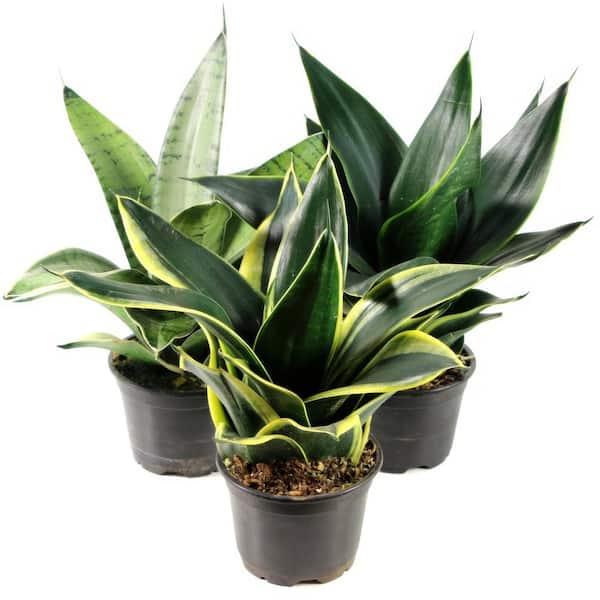 national PLANT NETWORK 4 in. Sansevieria Hahnii 3-Piece