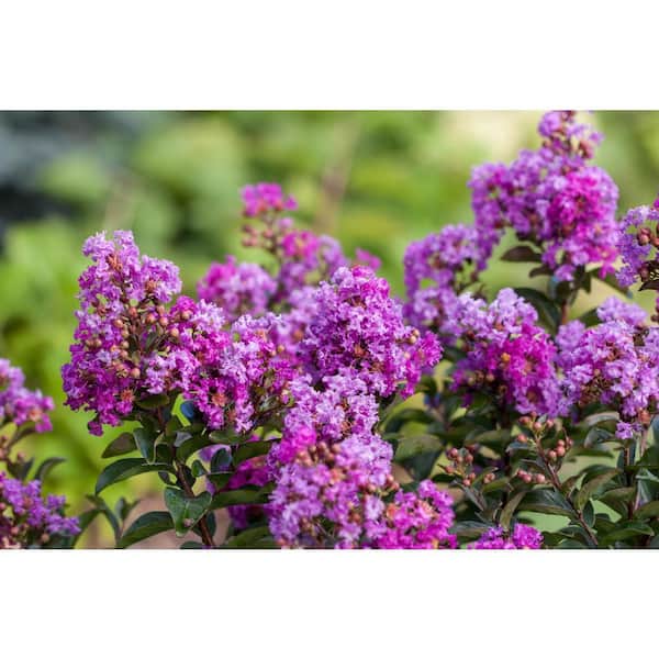 3 Gal. Purple Magic Crape Myrtle Flowering Shrub with Purple Flowers