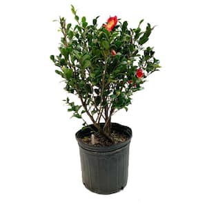 2.5 Gal - Yuletide Camellia(Sasanqua) - Red Blooming Evergreen Shrub, Live Plant
