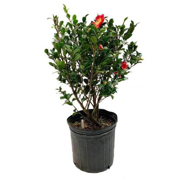 FLOWERWOOD 2.5 Gal - Yuletide Camellia(Sasanqua) - Red Blooming Evergreen Shrub, Live Plant