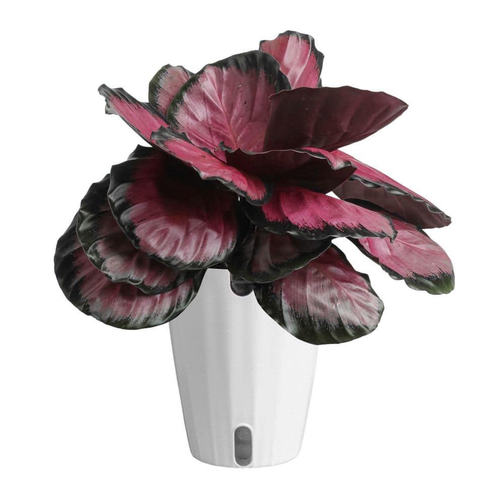Grower's Choice Calathea Indoor Plant in 6 in. Self-Watering Planter, Avg. Shipping Height 1-2 ft. Tall price history on PriceWatchPro