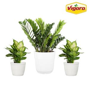 10 in. ZZ Plant and (2) 6 in. Dieffenbachia Plant in White Decor Planter, (3 Pack)