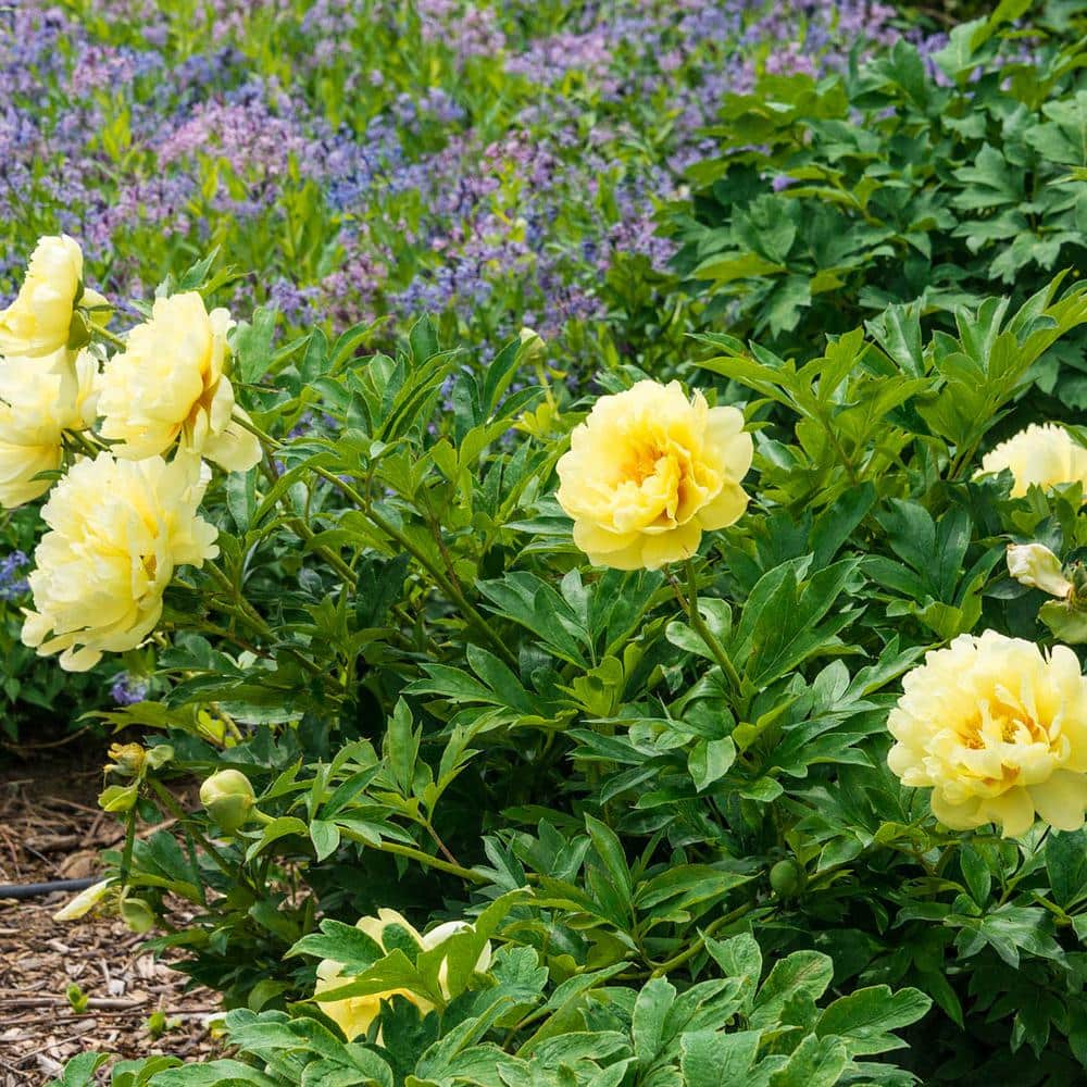 Bartzella Yellow Flowering Itoh Peony Dormant Bare Root Perennial Starter Plant (1-Pack) -  DIRECT GARDENING, 87554
