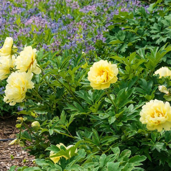 DIRECT GARDENING Bartzella Yellow Flowering Itoh Peony Dormant Bare Root Perennial Starter Plant (1-Pack)