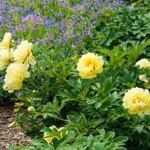 Bartzella Itoh Peony (Paeonia) Live Bareroot Perennial Plant Yellow Flowers (1-Pack)
