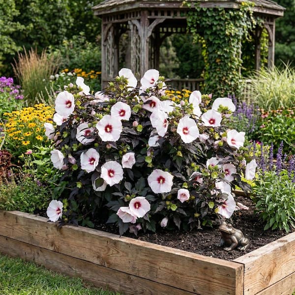 national PLANT NETWORK Bare Root Hibiscus Head Over Heels Dream