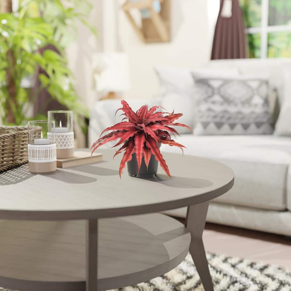 Cryptanthus Red Earth Star Large Indoor Plant in Black Plastic Pot
