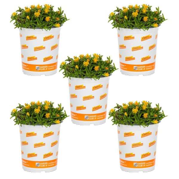 Vigoro 1.5-Pint Delosperma Ice Plant Jewel Desert Peridot Yellow Perennial Plant (5-Pack)