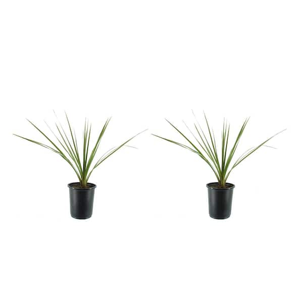 2.5 Qt. Annual Dracaena Indivisa (2-Pack)