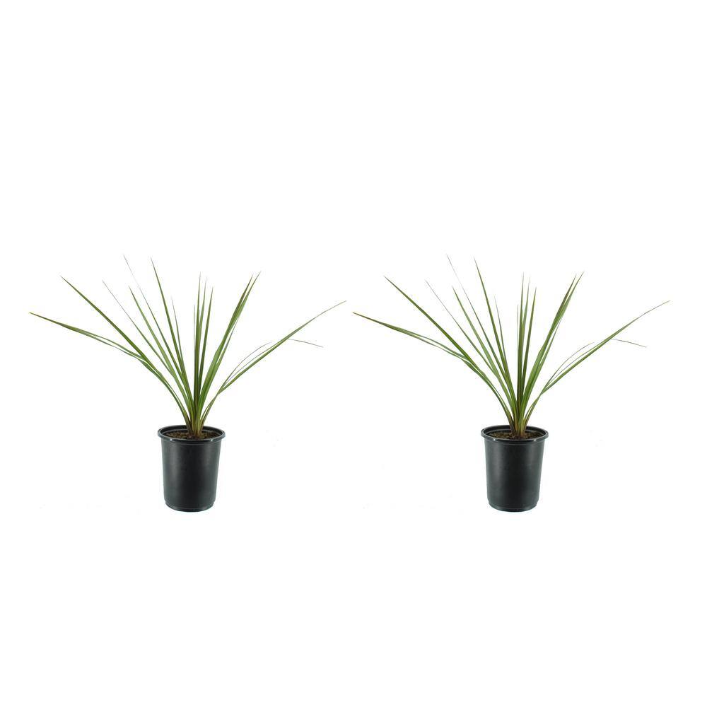 2.5 Qt. Annual Dracaena Indivisa (2-Pack)