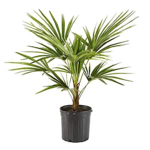 14" Windmill Palm Tree with Beautiful Green Fronds