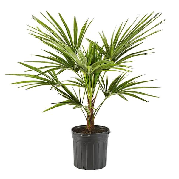 Unbranded 14" Windmill Palm Tree with Beautiful Green Fronds