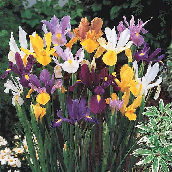 DIRECT GARDENING Multi-Color Flowering Dutch Iris Beauty Dormant Bare Root Summer Flowering Bulb Mixture (25-Pack)