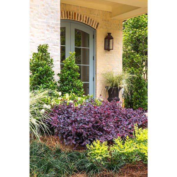 SOUTHERN LIVING 2 Gal. Red Diamond Midsize Loropetalum, Evergreen