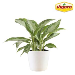 6 in. Aglaonema Chinese Evergreen Plant in White Decor Pot