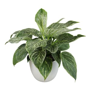 Philodendron Birkin Live House Plant in 6 in. White Textured Ceramic Pot