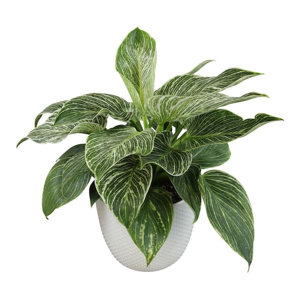 ALTMAN PLANTS Philodendron Birkin Live House Plant in 6 in. White Textured Ceramic Pot
