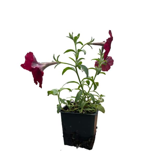 EASY WAVE 4 In. Red Easy Wave Petunia Annual Plant with Red Flowers (3-Pack)