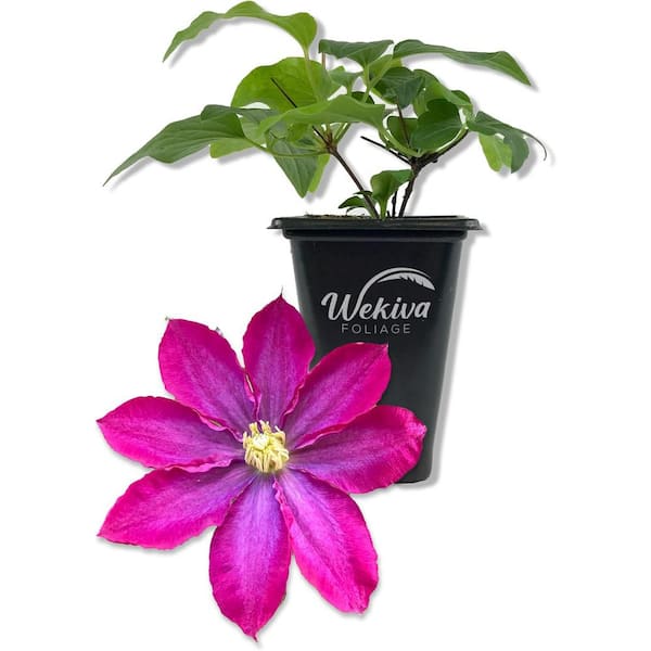 Wekiva Foliage Clematis Pink Champagne-Live Starter Plant in a 2 Inch Growers Pot-Starter Plants Ready for The Garden