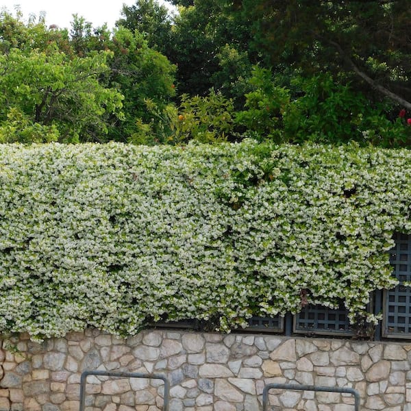 national PLANT NETWORK 4 in. Confederate Jasmine Plant (16-Pack