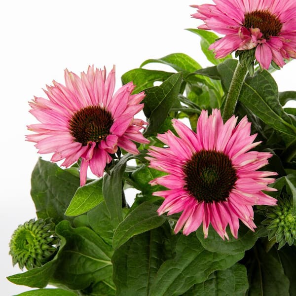 2 Qt. Echinacea Sunseeker Magenta Perennial Plant (3-Pack)
