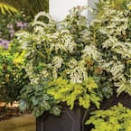 2 Gal. Mountain Snow Pieris, Evergreen Shrub, Clusters of Small Bell-shaped White Blooms