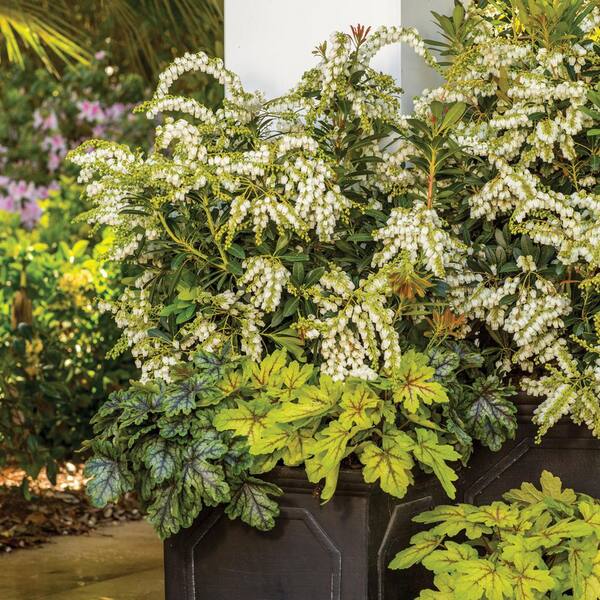 Southern Living Plant Collection 2 Gal. Mountain Snow Pieris, Evergreen Shrub, Clusters of Small Bell-shaped White Blooms