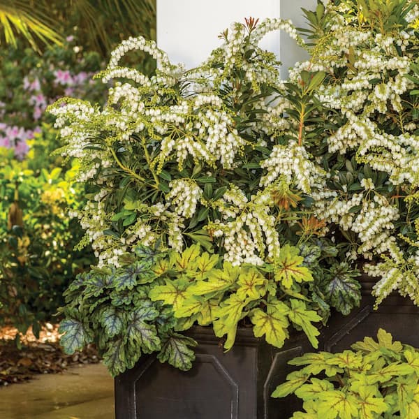 2 Gal. Mountain Snow Pieris (Lily of the Valley Shrub) Evergreen Plant with Clusters of Small Bell-shaped White Blooms