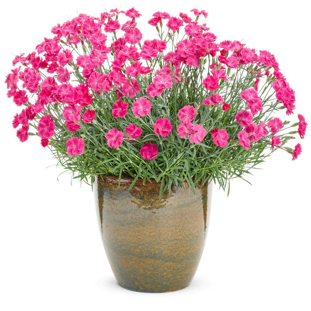 PROVEN WINNERS 2.5 Qt. Paint the Town Dianthus Live Flowering Full Sun ...