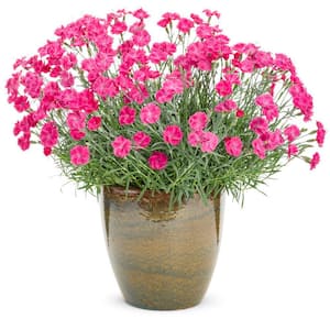 2.5 Qt. Paint the Town Dianthus Live Flowering Full Sun Perennial Plant with Magenta Pink Flowers