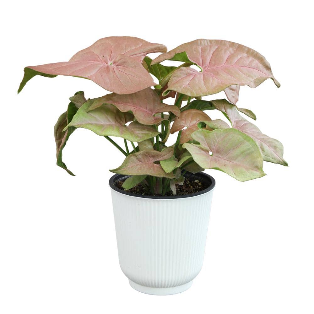 ALTMAN PLANTS Decorative Syngonium 'Neon Robusta' Arrowhead