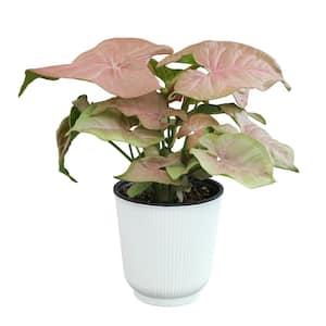 Decorative Syngonium 'Neon Robusta' Arrowhead Houseplant Indoor Plant Gift in 4.25 in. White Pot
