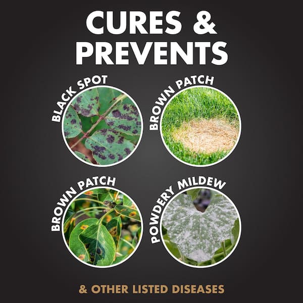 Spectracide Immunox Fungicide Spray Concentrate — 16 Fl Oz, Prevents & Cures Plant Diseases For 2 Weeks