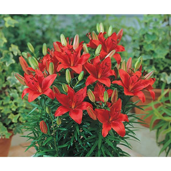 Vigoro 1 Gal. Asiatic Lily Red Live Perennial Plant (1-Pack)