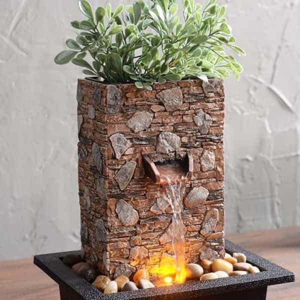 succulents jade Compact Mini Jade/ Ripple Jade- 1 Gallon