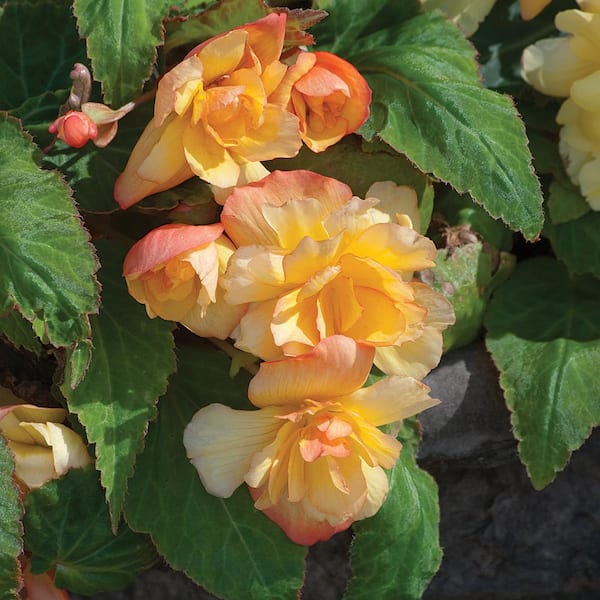 Trailing begonias store