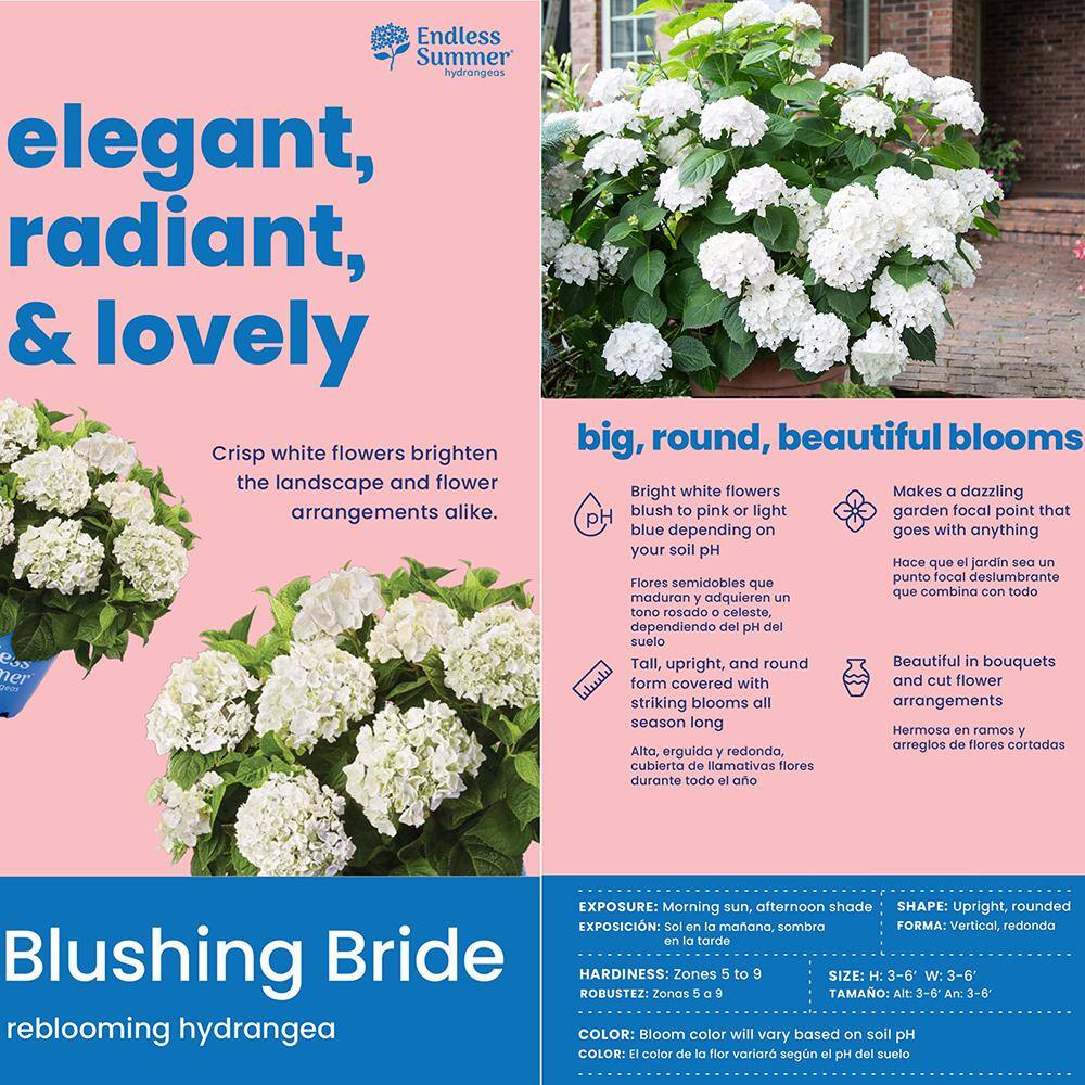 2 Gal. Blushing Bride Reblooming Hydrangea Flowering Shrub with White to Blush Pink Flowers