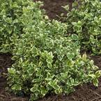 1.50 Gal. Pot, Polar Bear Euonymus, Live Broadleaf Evergreen Ground Cover Shrub (1-Pack)