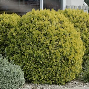 1.50 Gal. Pot Golden Globe Arborvitae (Thuja), Live Evergreen Shrub (1-Pack)