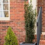 2 Gal. Jade Lance Japanese Holly (Ilex), Live Plant, Upright Growth Habit, Glossy Foliage, Burgundy New Growth