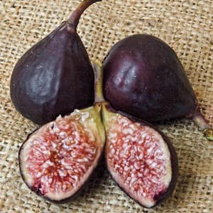 Improved Brown Turkey Fig Deciduous Dormant Bare Root Fruit Bearing Starter Plant Root (1-Pack)
