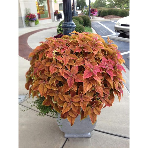 1.38 Pt. Coleus Plant Rustic Orange Vegetative in 4.5 In. Grower's Pot (4-Plants)